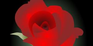 原生js SVG实现艳丽玫瑰花动态盛开过程特效动画展示-六神源码网