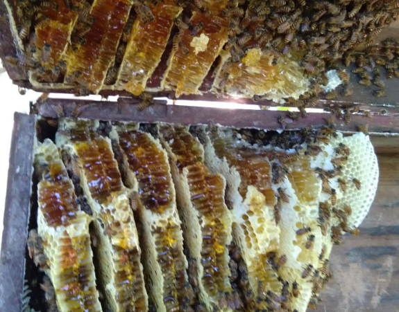 蜂蜜 阿坝州茂县特产蜂蜜 90元1斤-六神源码网