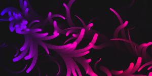 炫酷多彩抽象花瓣跟随鼠标出现canvas特效动画-六神源码网